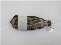 藏品(領角鴞)的圖片